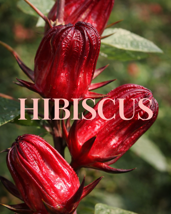 Hibiscus